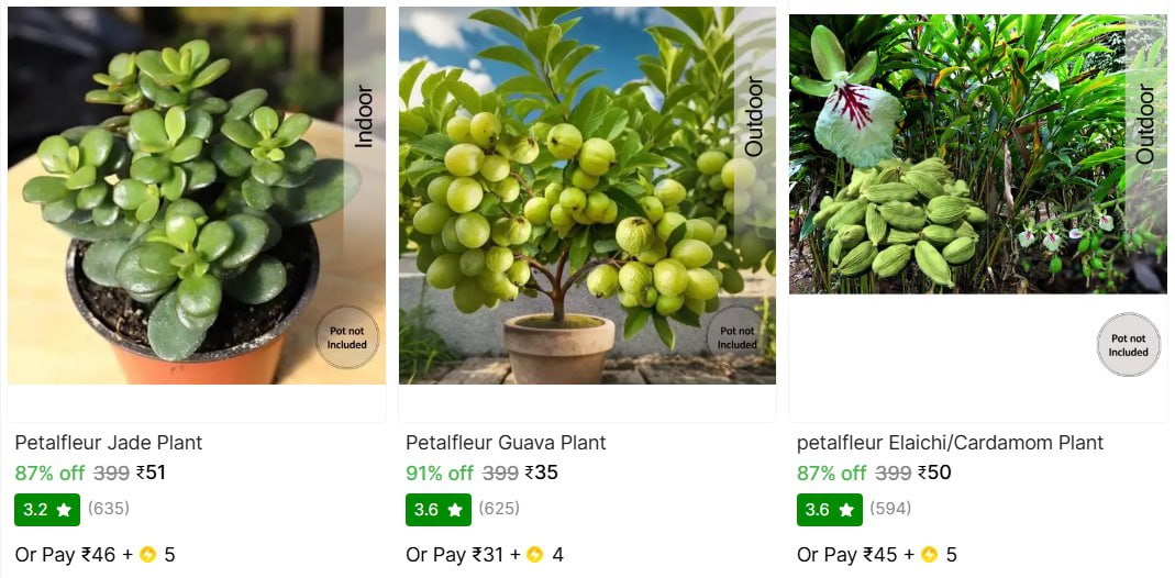 Plant Saplings From Starts 35
