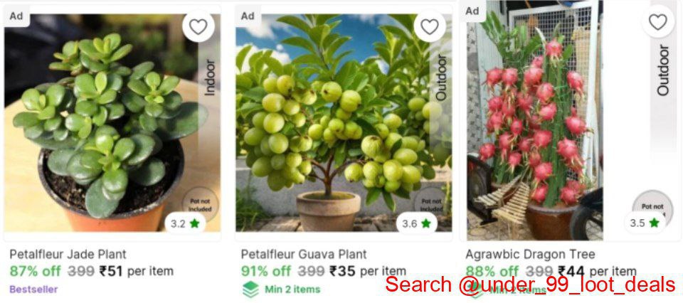 Plant Saplings From Starts 35 Scroll Down Many Option