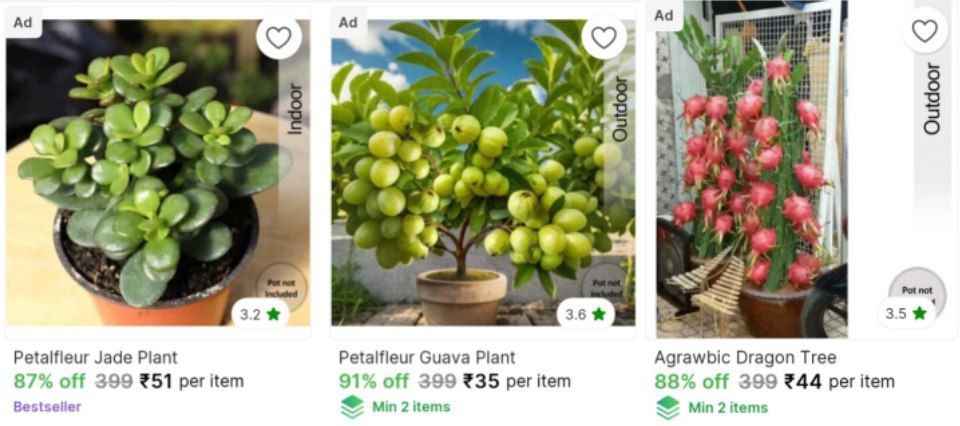 Plant Saplings From Starts 35scroll Down Many Option