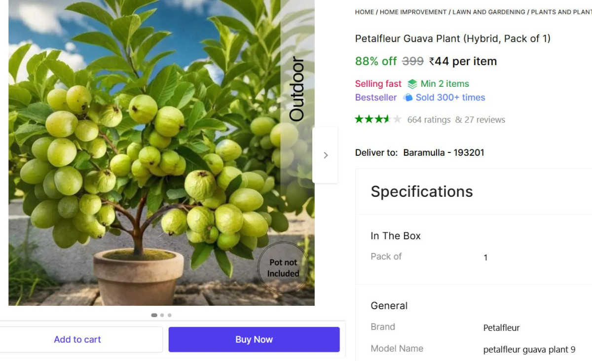 Petalfleur Guava Plant (hybrid) Rs 44