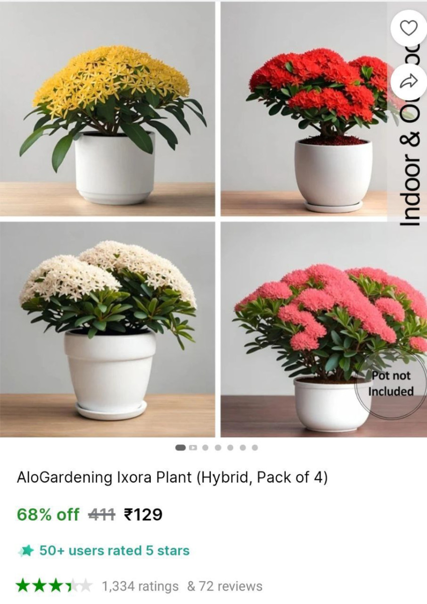 Alogardening Hybrid Ixora Plant Pack Of 4 129