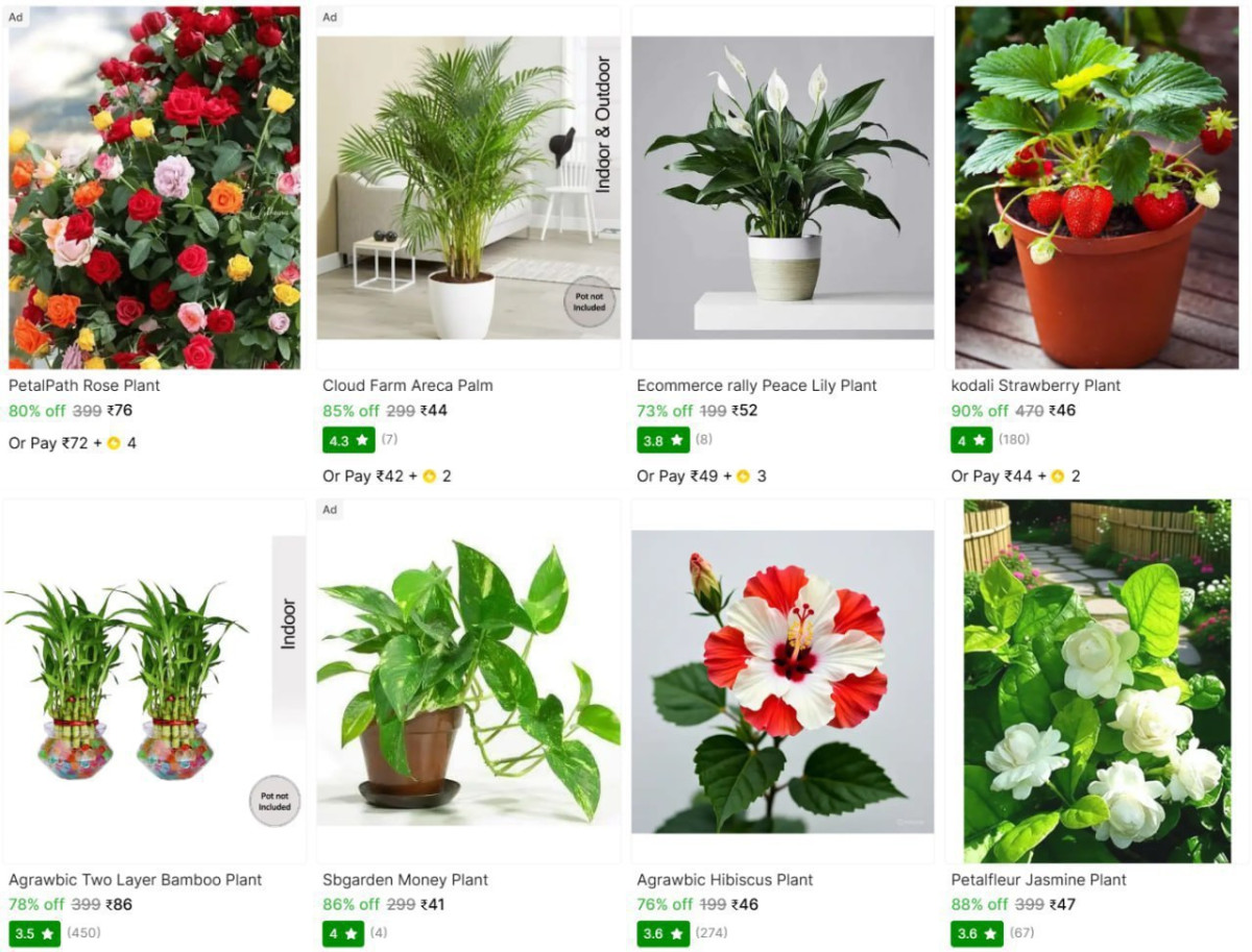 Plant Saplings Starts From 44