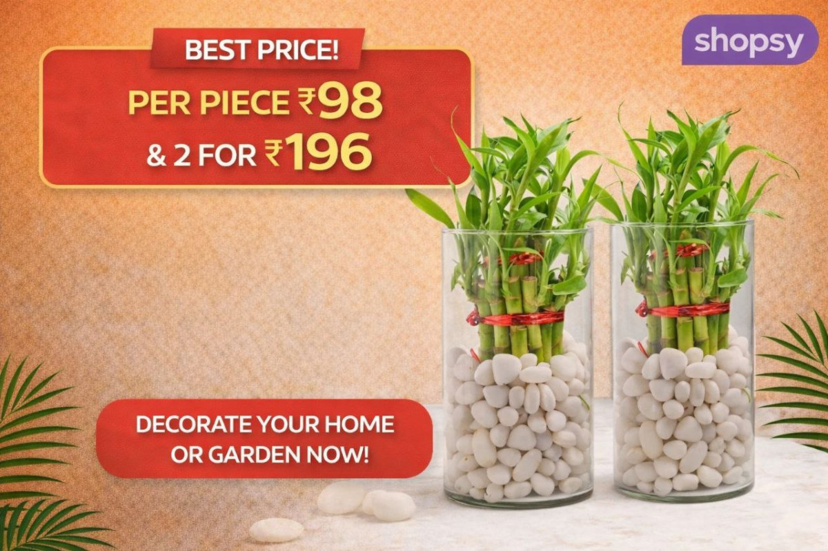 Shopsy Loot Lucky Bamboo Plant 98 Rs Per Piece (2 For 196 Rs)link – Best Pr