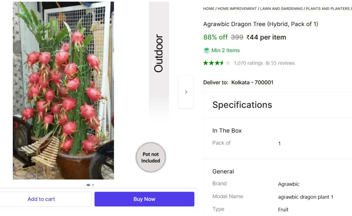 Dragon Tree (hybrid Pack Of 1) Rs 44 – Best Price in India