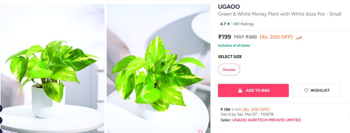 Myntra Ugaoo Money Plant At Just Rs 199 – Best Price in India