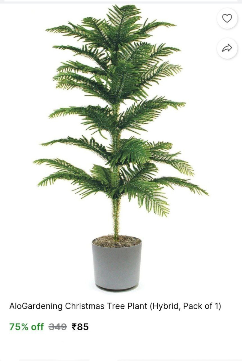 Alogardening Christmas Tree Plant 85 – Best Price in India