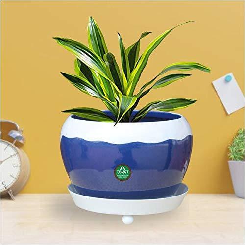 Trustbasket Table Top Planter Bowl With Saucer - Blue 199 – Best Price in I