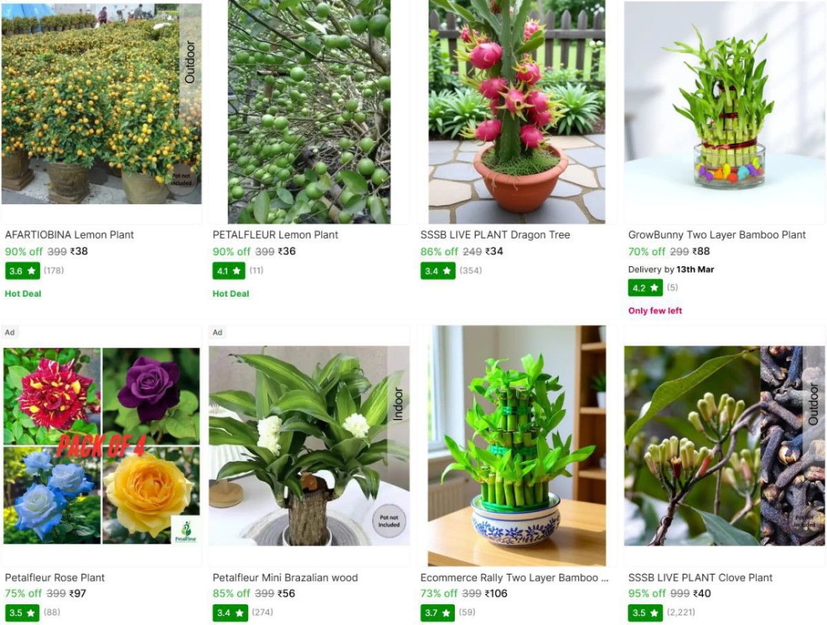 Plant Saplings Starts 34 – Best Price in India